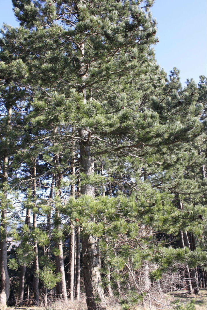 Pinus nigra